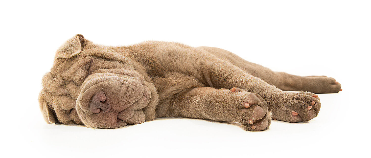 shar pei dogs