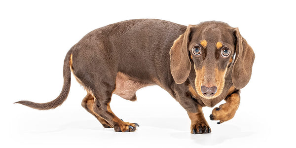 Dachshund vitamins for back best sale