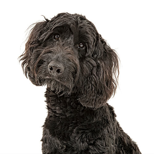 Astro, the Spoodle