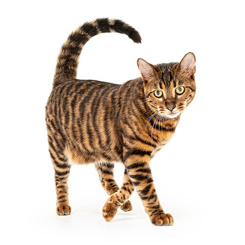 Bowie, the Toyger Cat