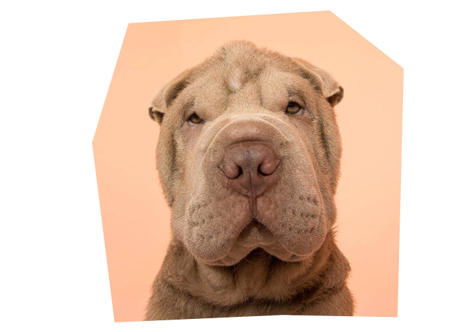 Pet Photography Sydney