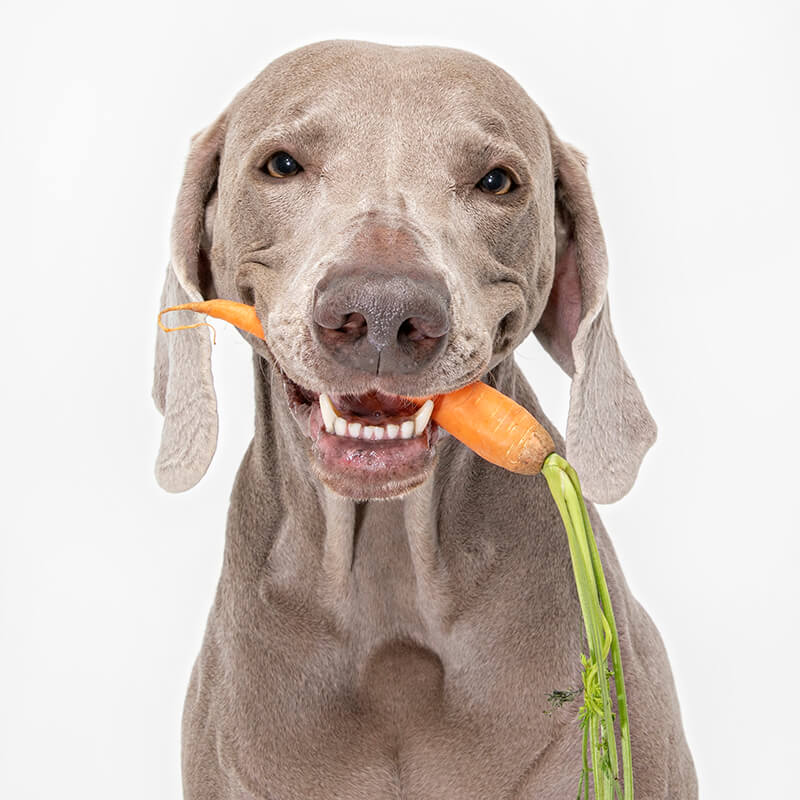 Lyka Pet Food