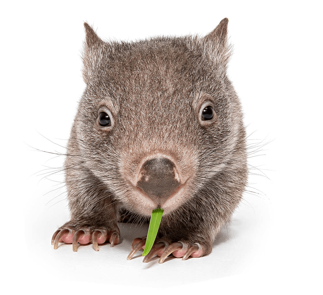 Waldo, the Wombat | Pet Photography Sydney