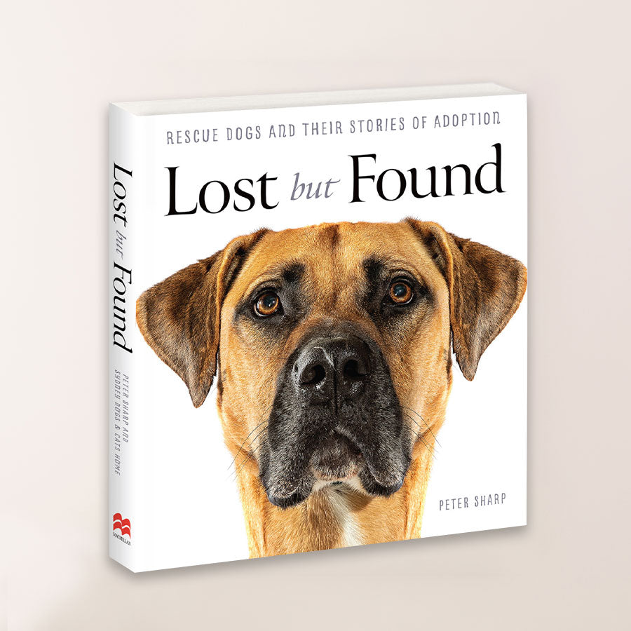 Lost but Found - Rescue Dogs and their Stories of Adoption | Pet Photography Sydney