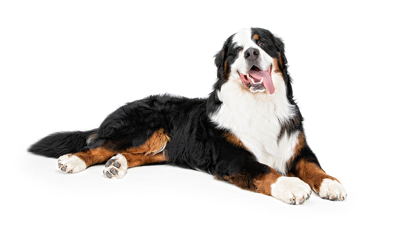 Bernese mountain dog coat type best sale