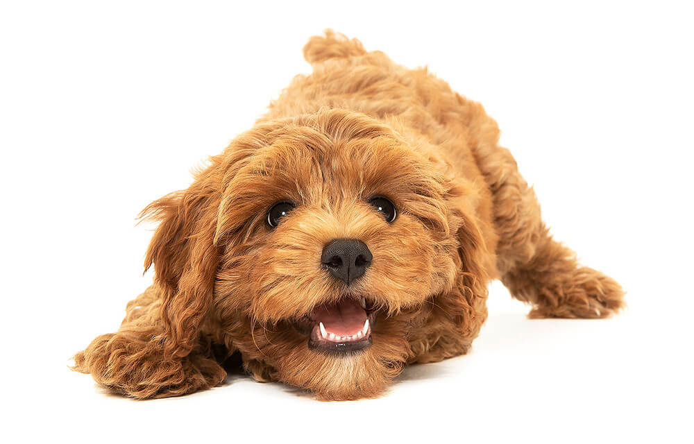 Cavoodle Dog