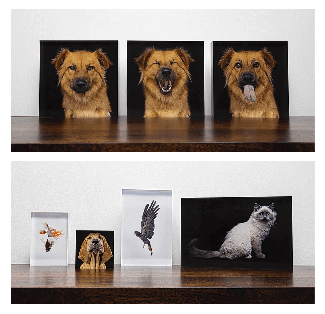 Award Winning Sydney Animal & Pet Fine Art Photography 