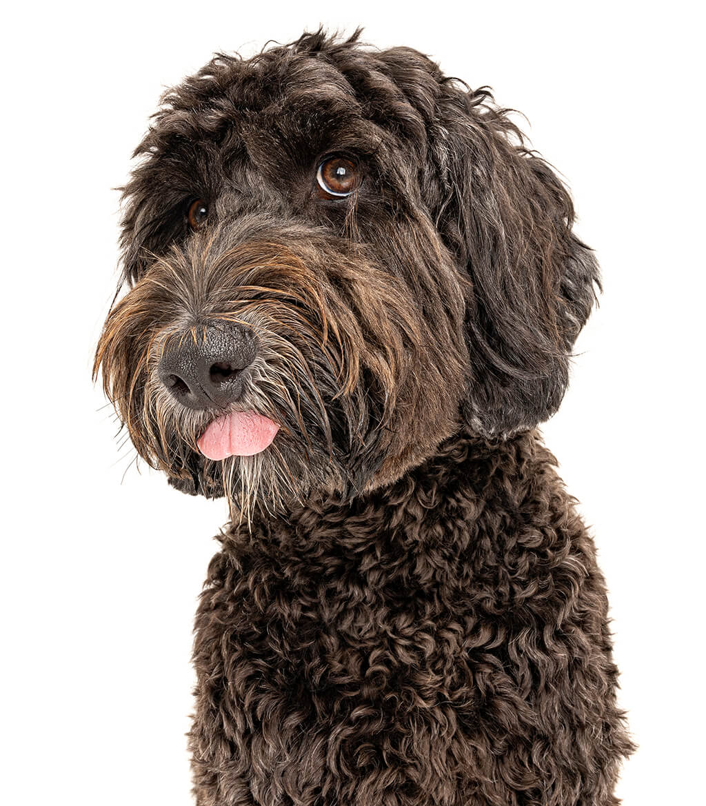 Alfie, the Miniature Groodle | Pet Photography Sydney