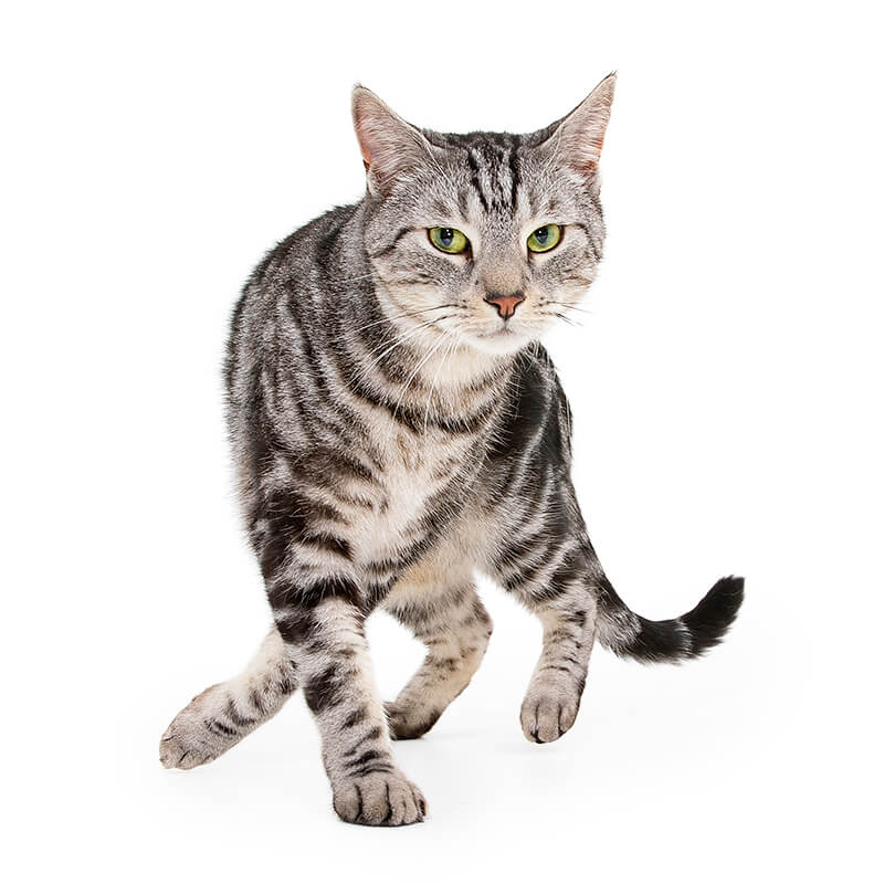 Archie the Cat for the Pet Stock Rescue Calender