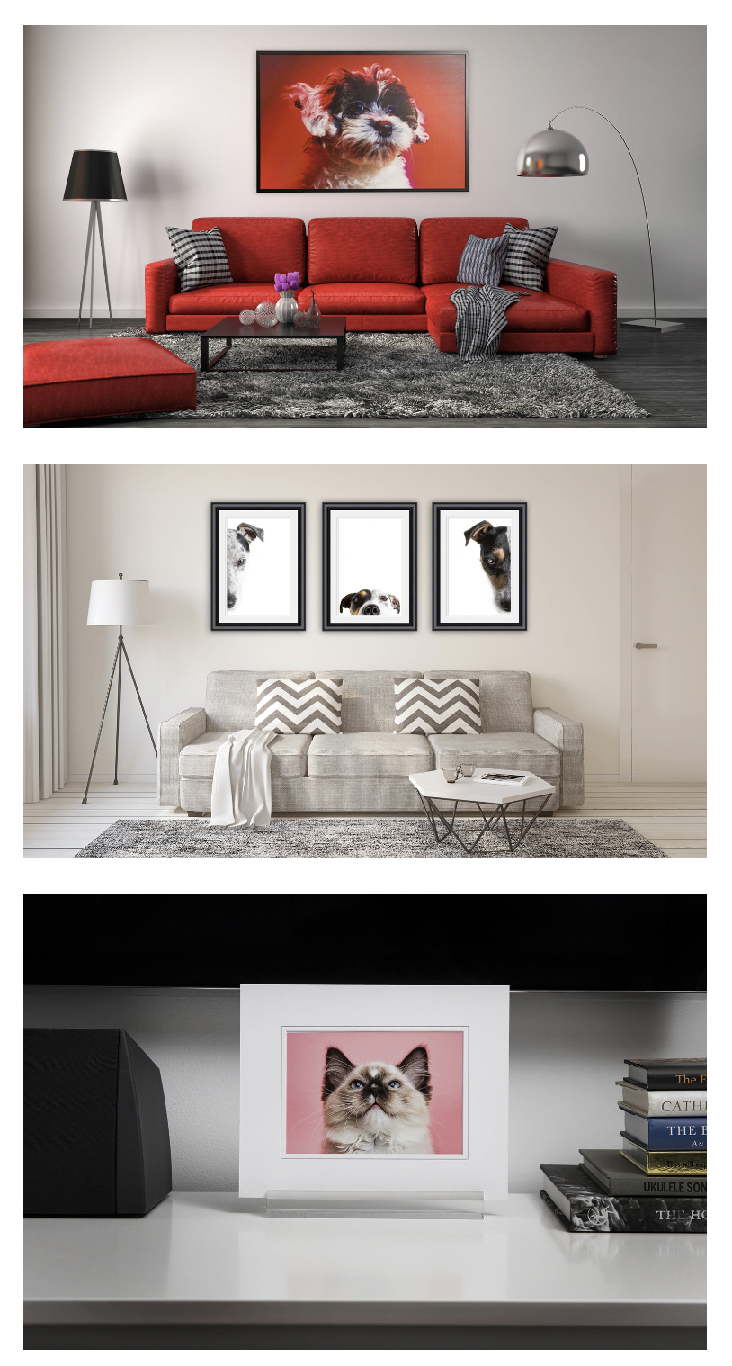 Awarding winning Pet and Animal Portrait Fine Art Photography