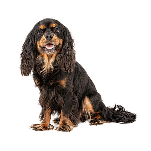 Bella, the Cavalier King Charles Spaniel