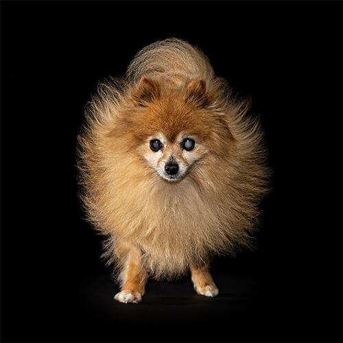 Belle, the Pomeranian