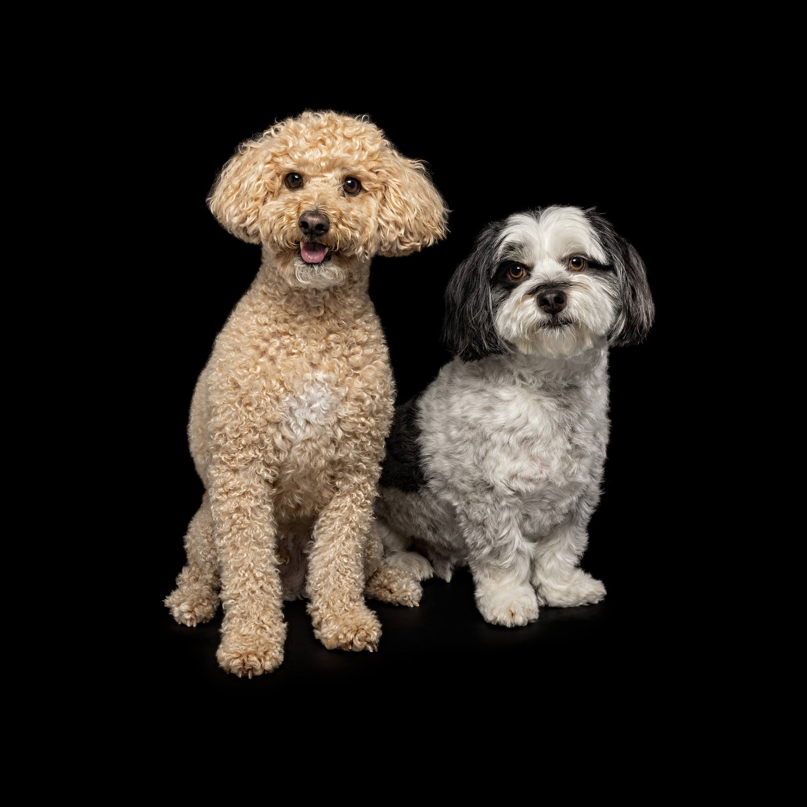 Benson, the Moodle & Paddington, the Maltese X