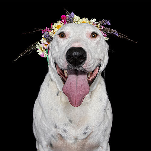 Boo, the Bull Terrier x Staffy