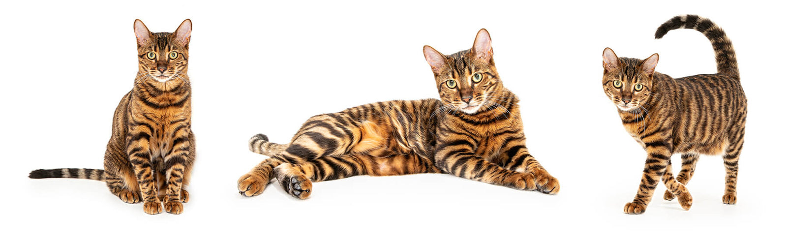 Bowie, the Toyger Cat