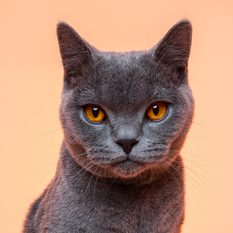 Bruno the British Blue Cat