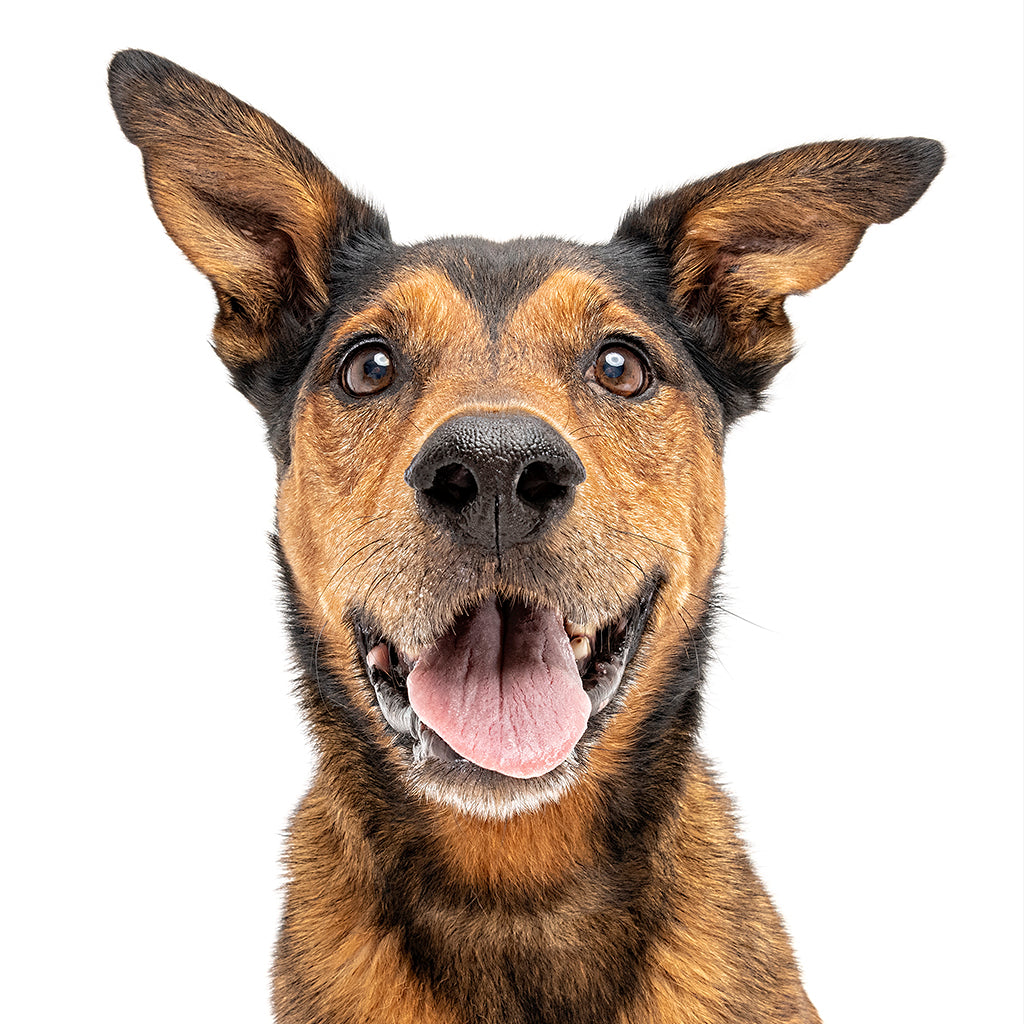 Max the Cattledog BuggyBlend