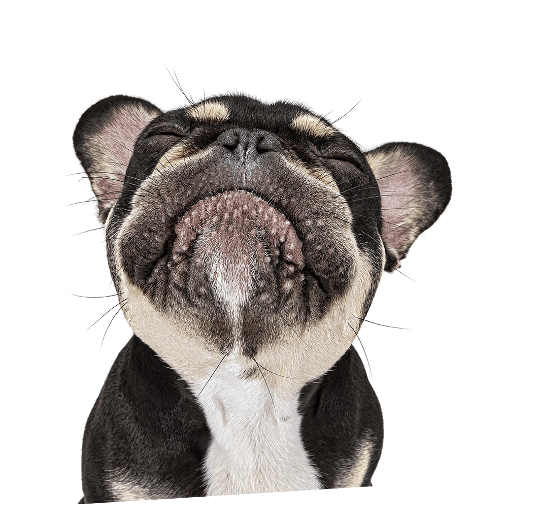 Chino, the French Bulldog