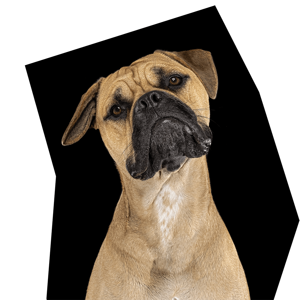 Chloe, the Bull Mastiff x French Bulldog