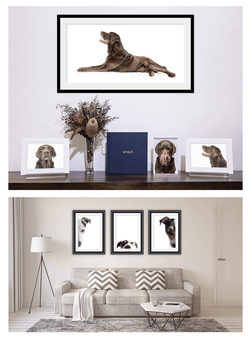 Award Winning Sydney Animal & Pet Fine Art Photography 