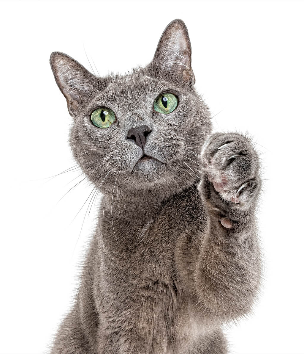 Cooper the Domestic Short Hair Cat | Pet Photography Sydney | Cat Photography Sydney