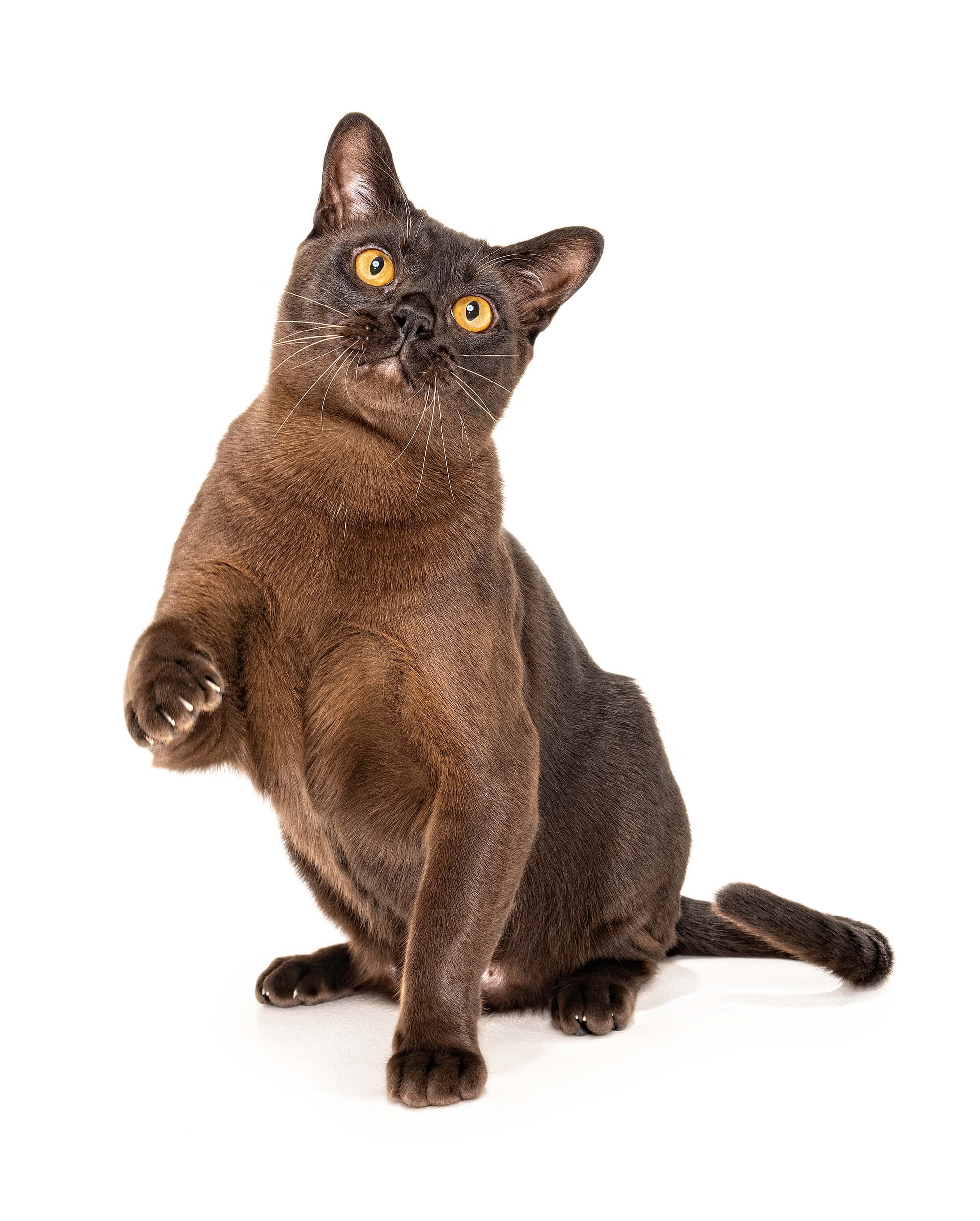 Dudley, the Burmese Cat