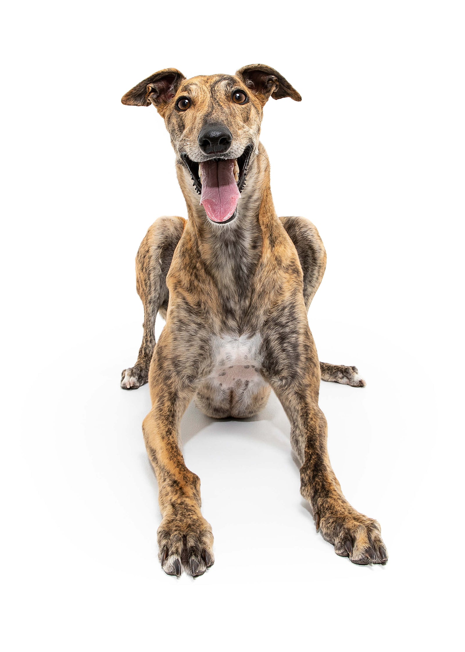 Floki, the Greyhound