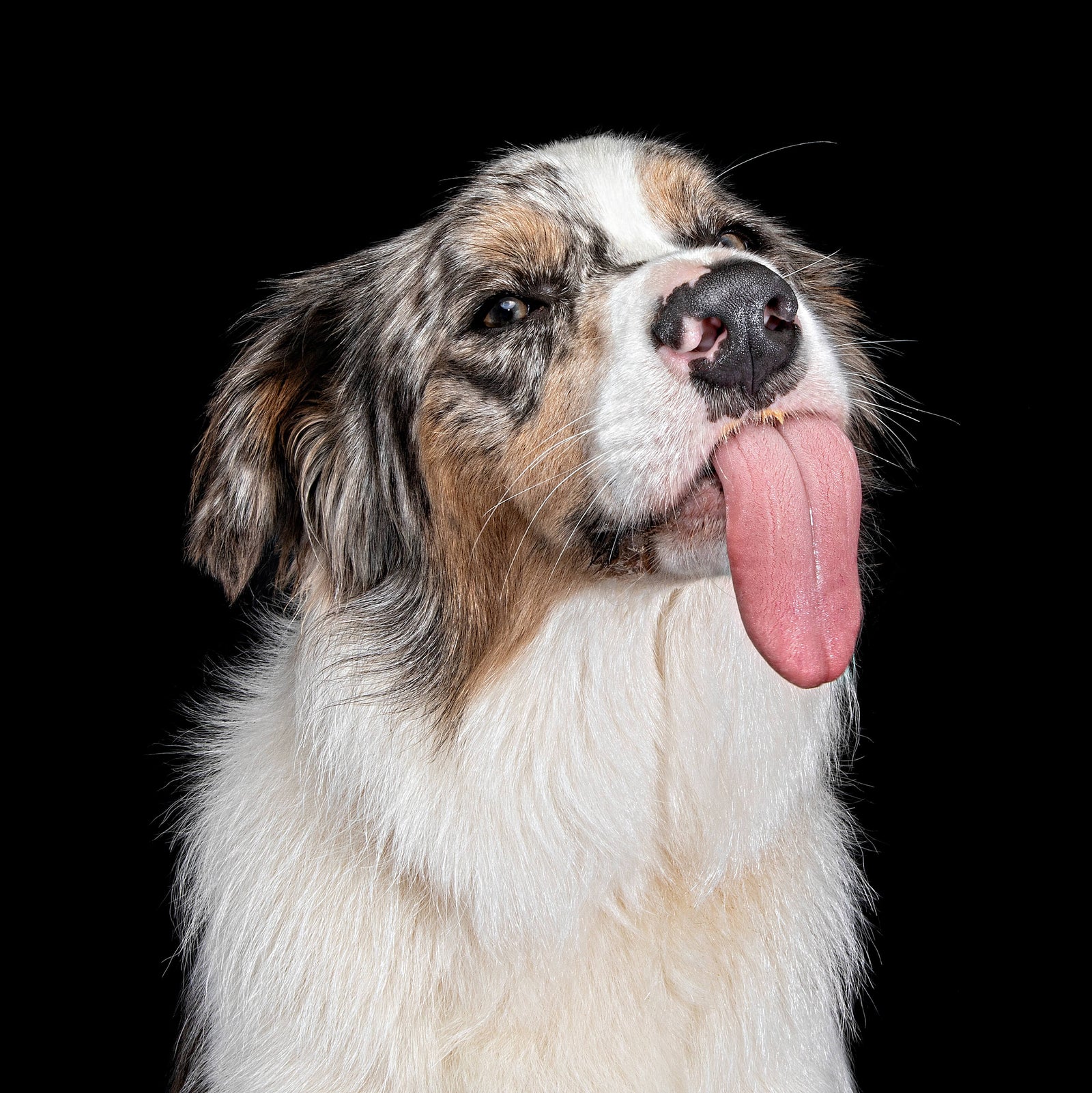 Floyd, the Border Collie