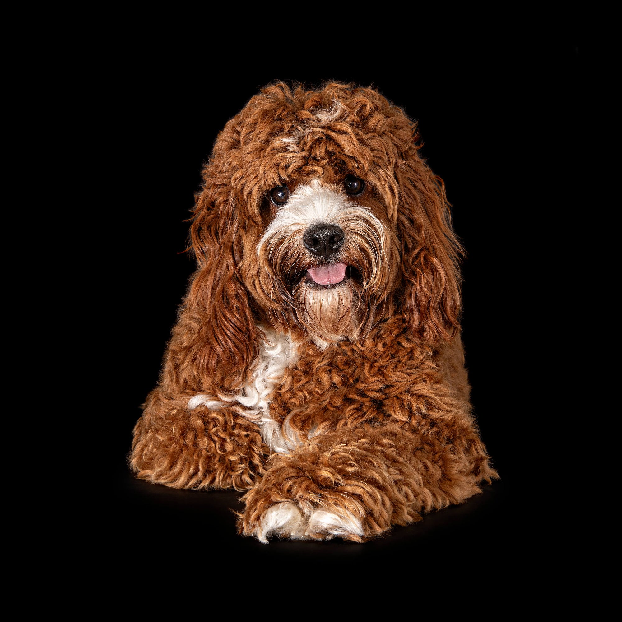Fluffy, the Cavoodle