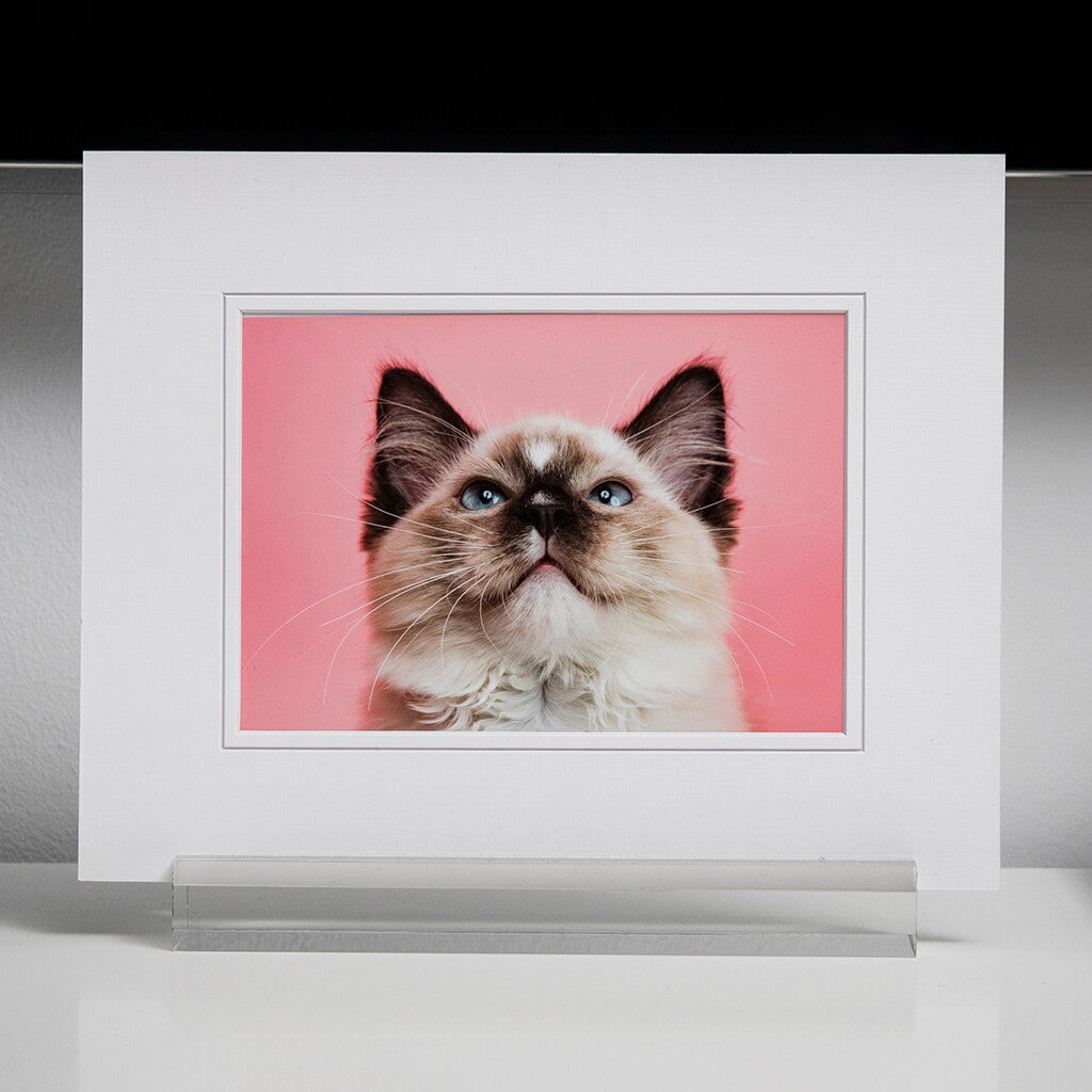 Award Winning Sydney Animal & Pet Fine Art Photography 