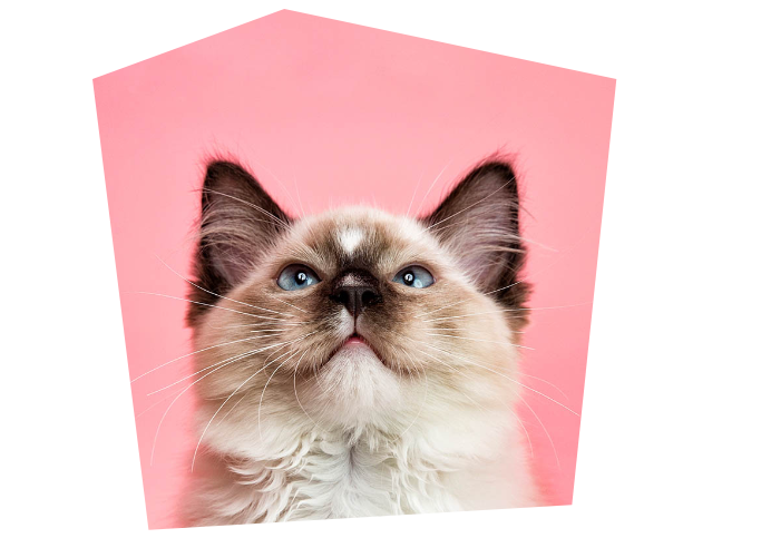 Pet Photography Sydney | Cat Photography Sydney