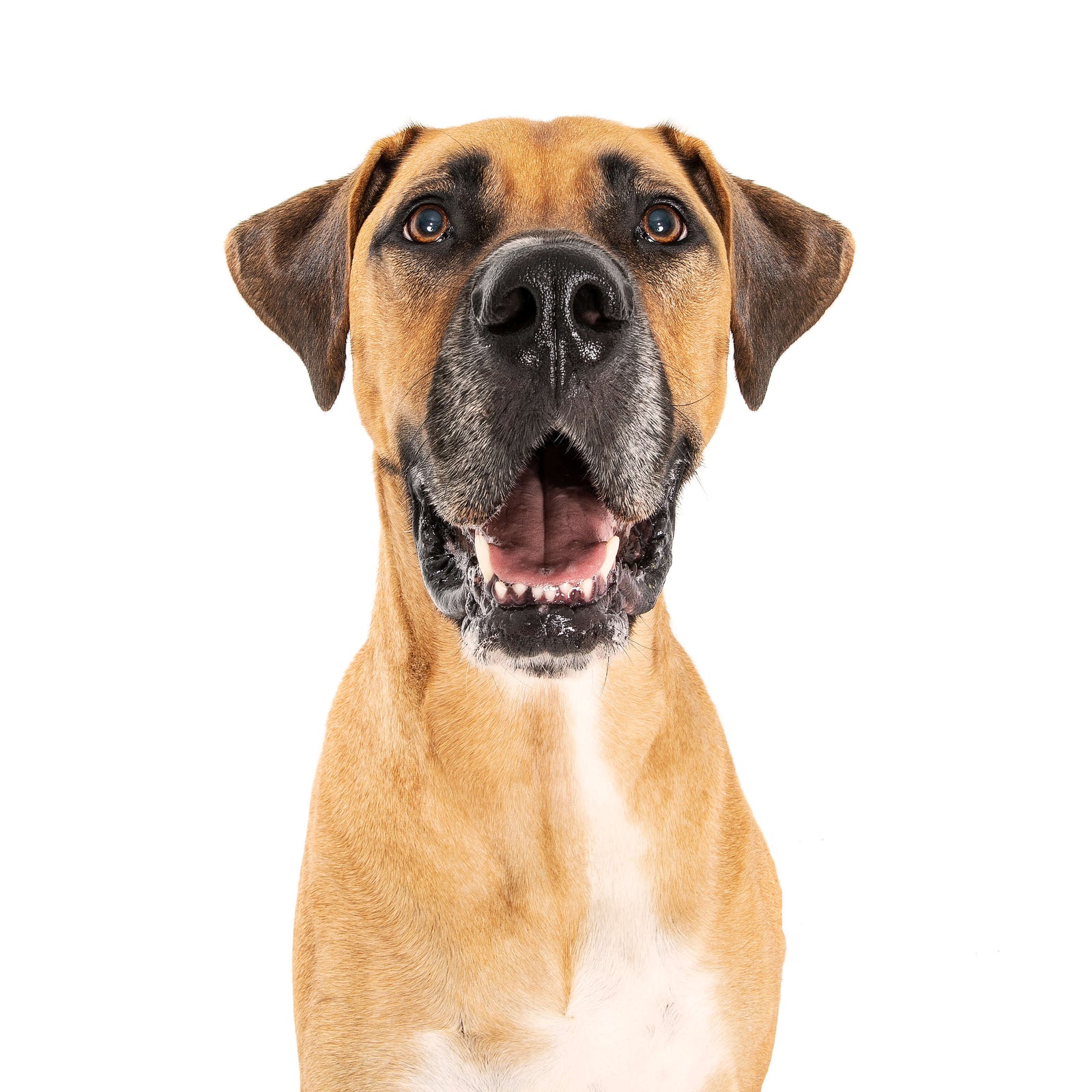 Hank, the Great Dane