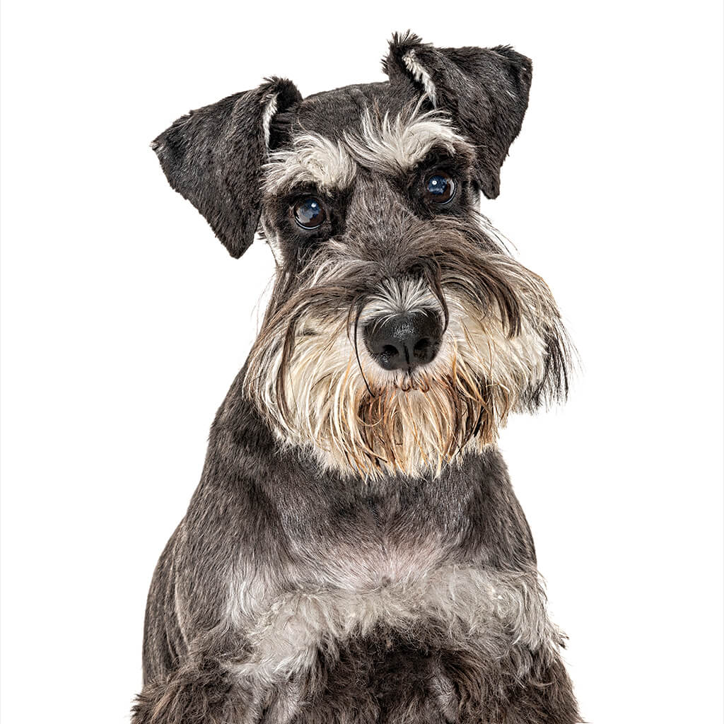 Holly, the Schnauzer
