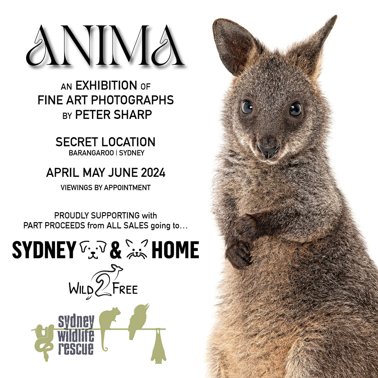 Pet Photography Sydney