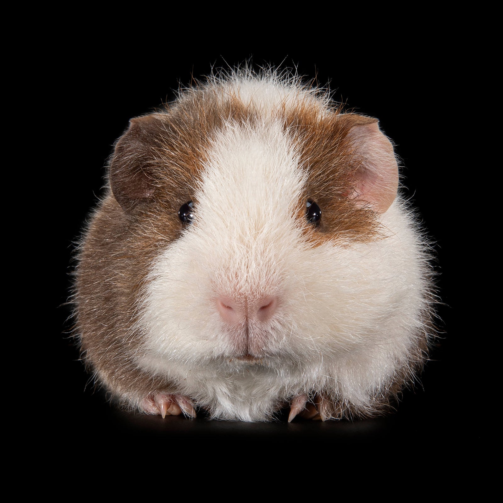 James Dean, the Guinea Pig