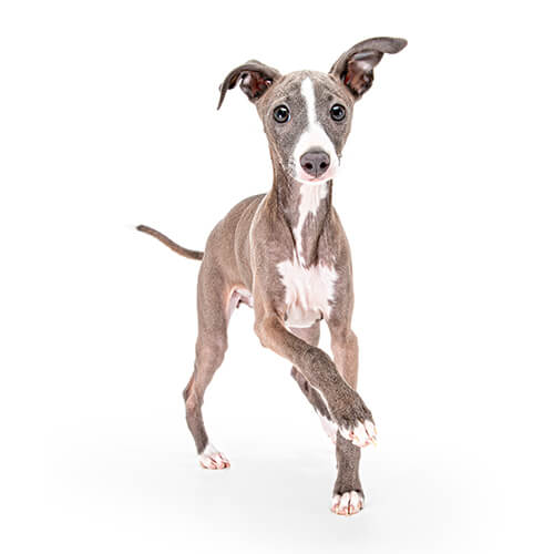 Juniper the Italian Greyhound