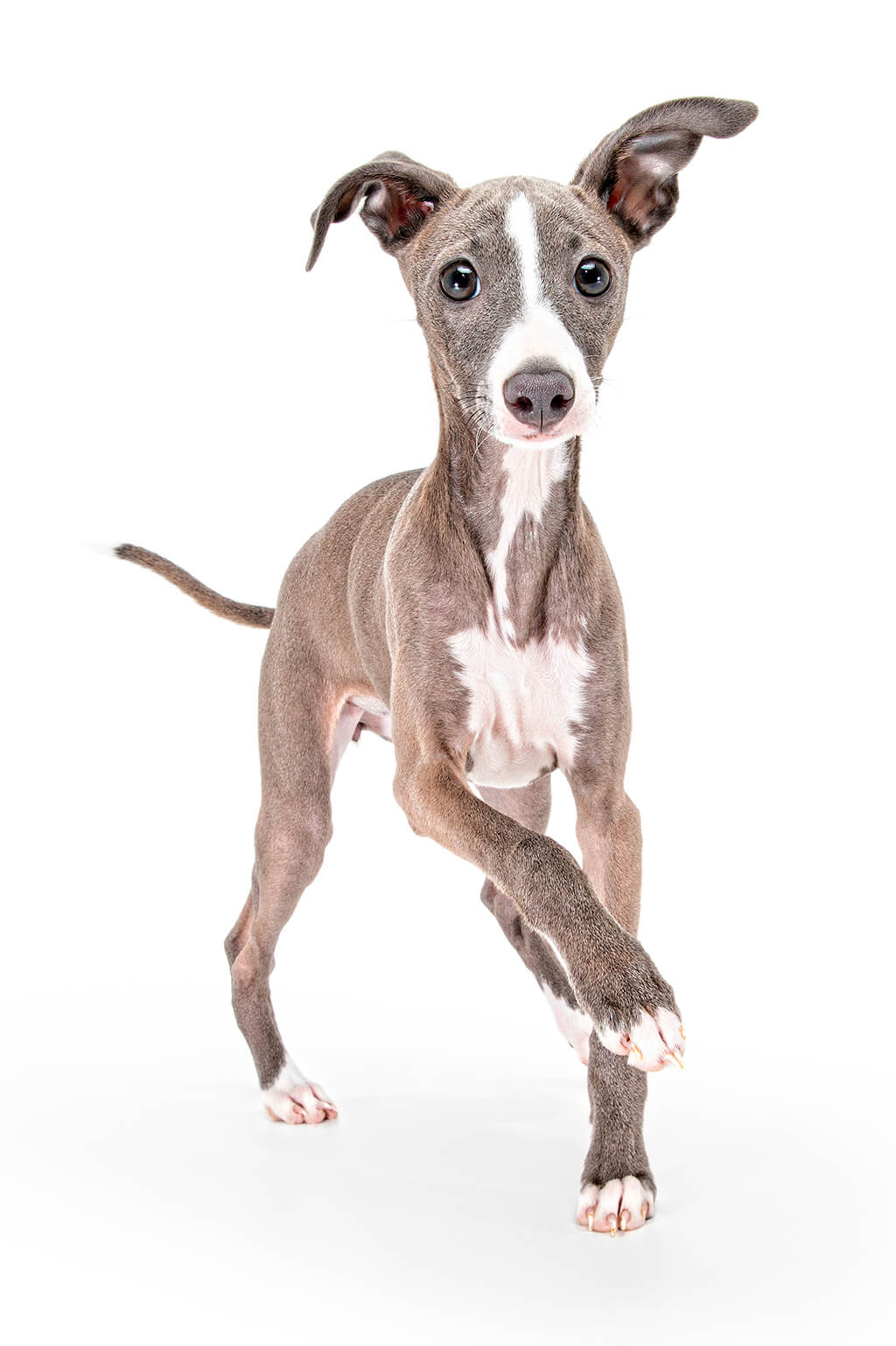Juniper, the Italian Greyhound
