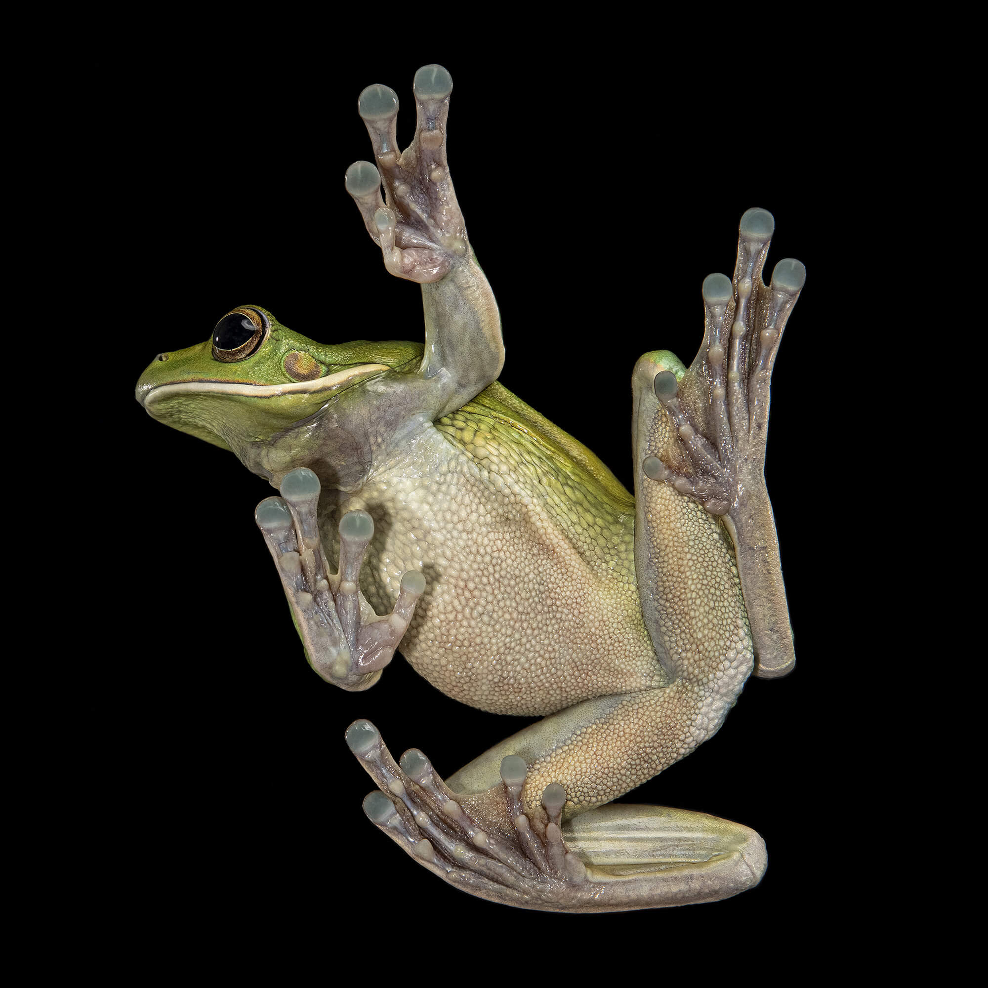 Leap the Green Tree Frog