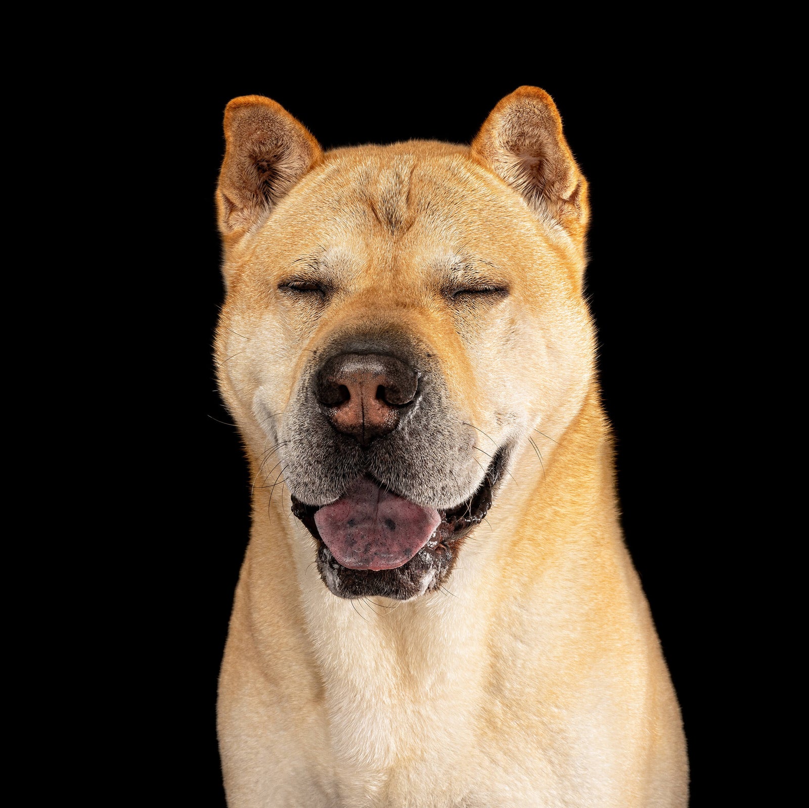 Lola, the Sharpei x Akita