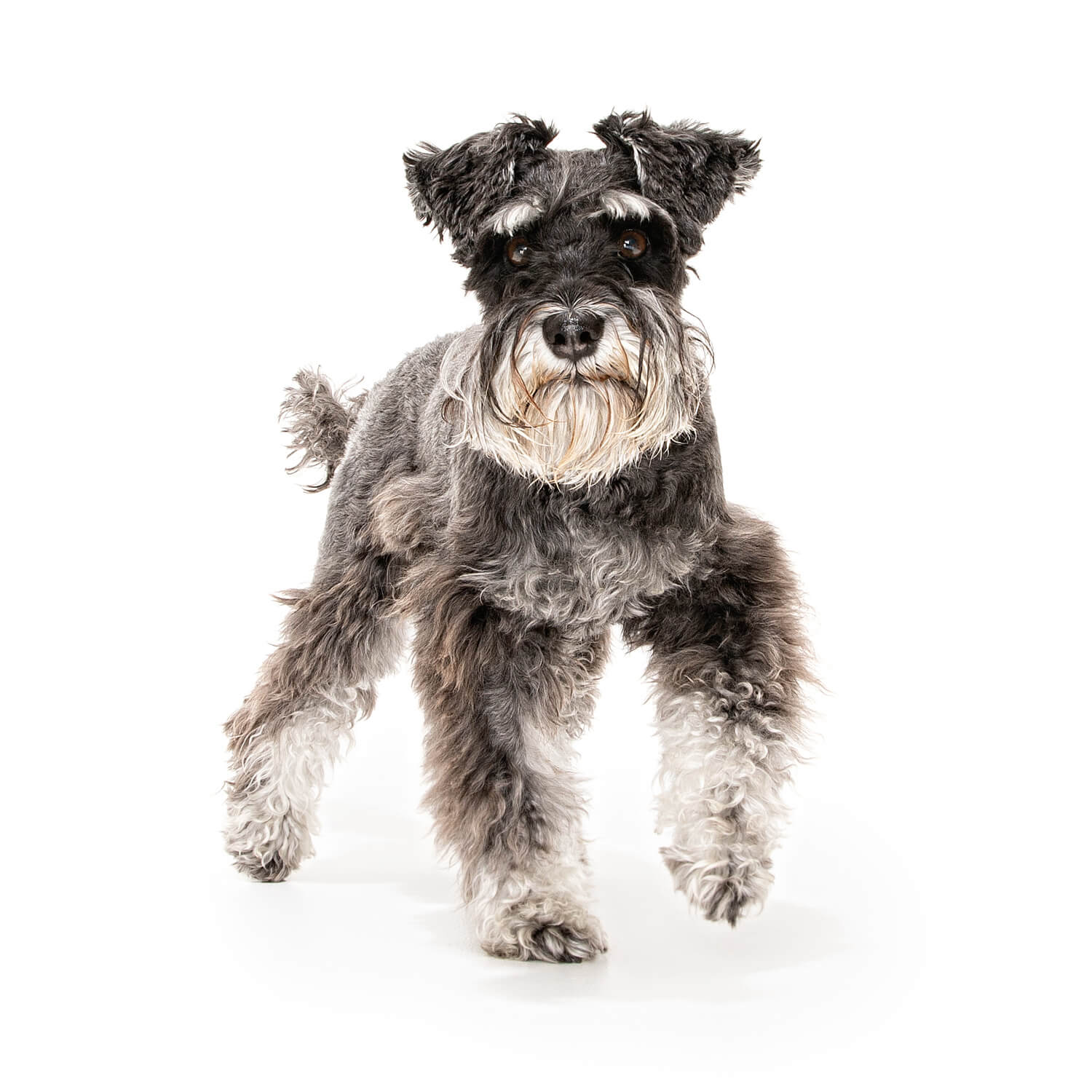 Lucy the Schnauzer