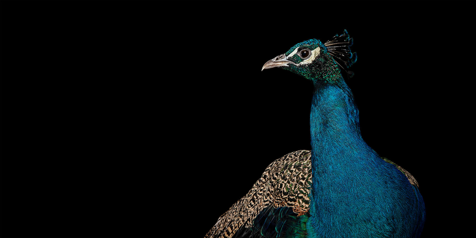 Ludwig the Peacock