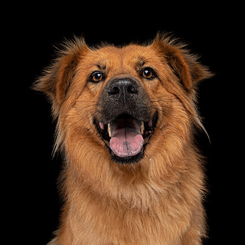 Lulu, the Chow Chow x Border Collie