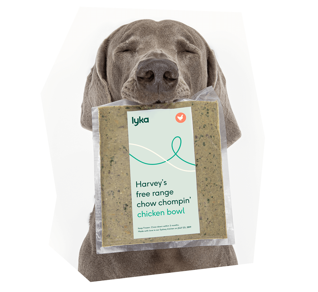 Lyka | Pet Photography Sydney