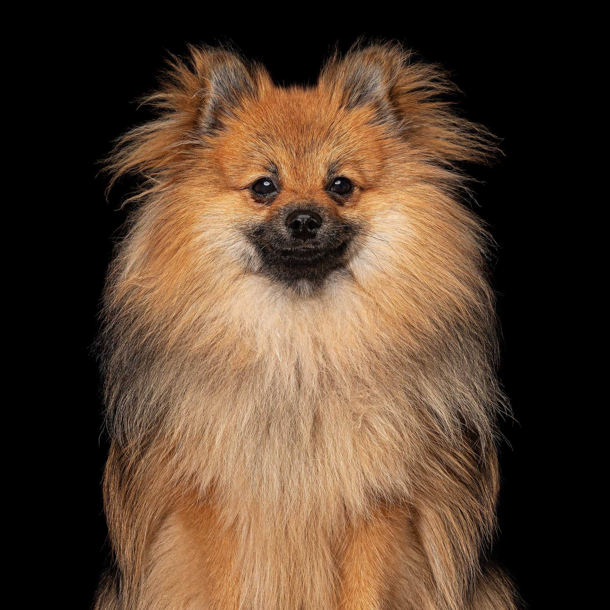 Milo the Pomeranian
