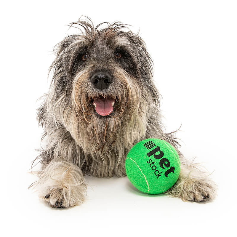 Mitzi the Dog for the Pet Stock Rescue Calender