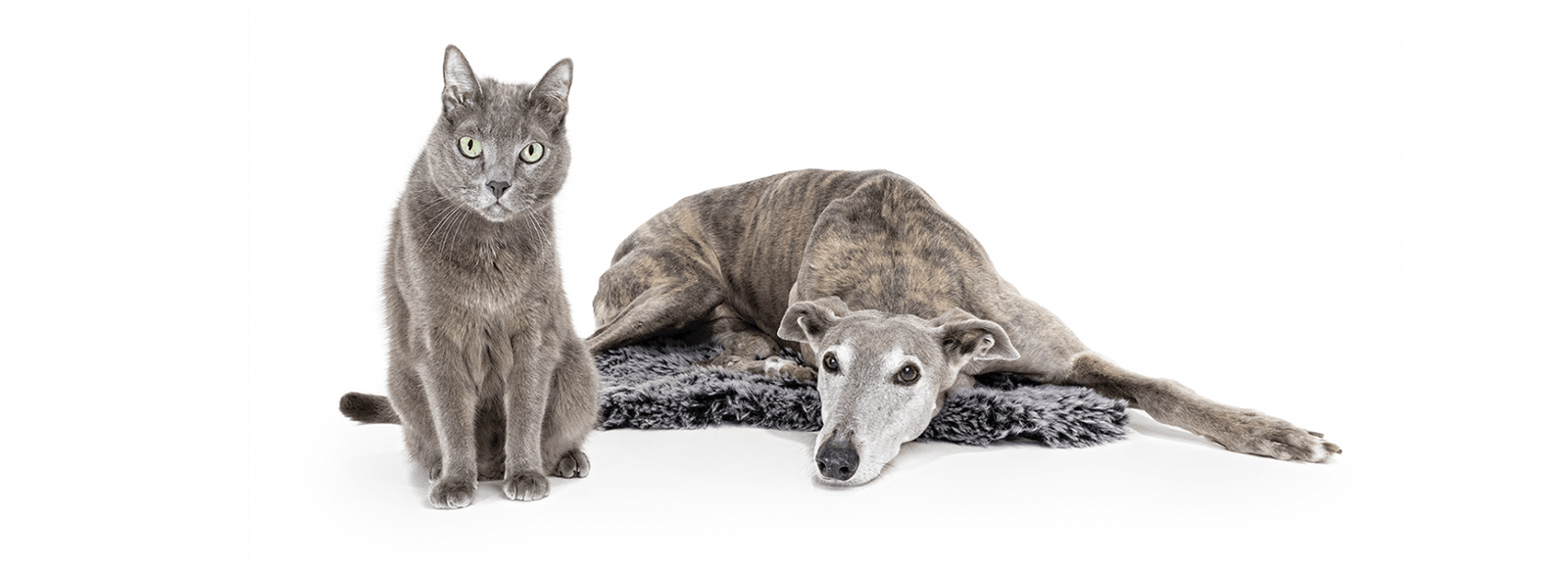 Nala, the Greyhound & Cooper, the Domestic Short Hair Cat