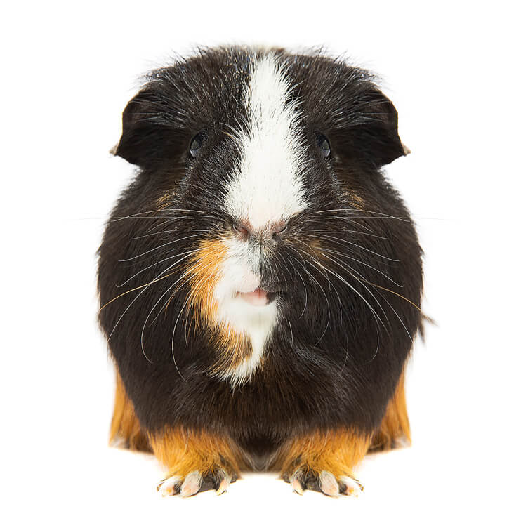 Nibbler the Guinea Pig