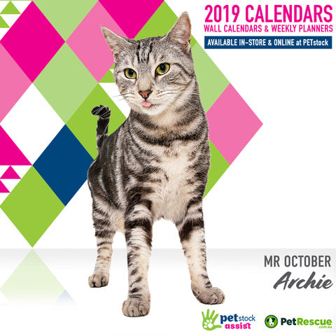 Archie the Cat for the Pet Stock Rescue Calender