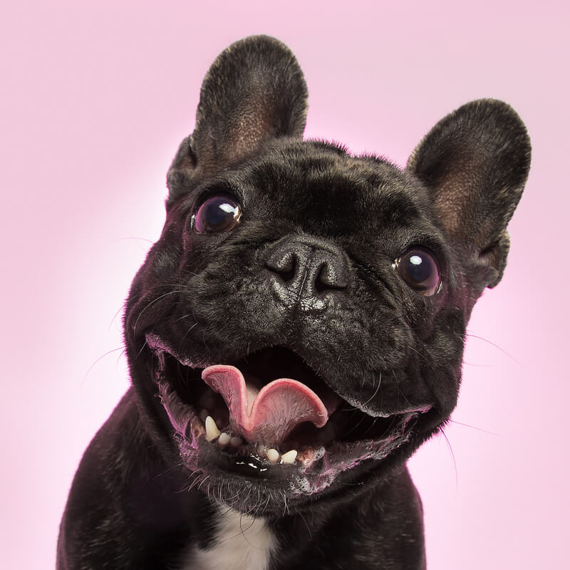 Pablo the French Bulldog