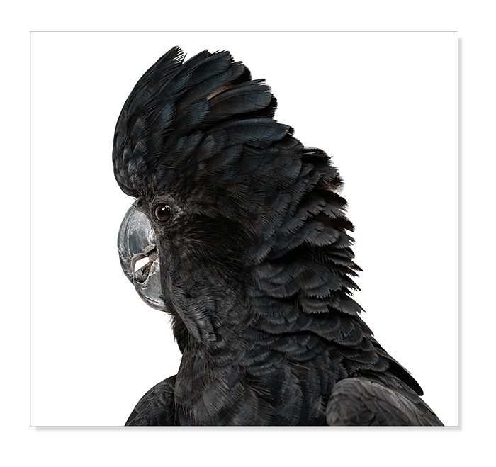 Palomine, the Black Cockatoo